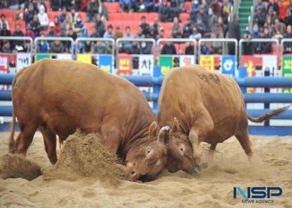 NSP통신-청도군은 오는 11월 5일부터 9일까지 5일간 청도소싸움경기장에서 2025년 청도군 전국 민속 소싸움대회를 개최한다고 밝혔다. (사진 = 청도군)