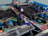 [NSP PHOTO]진도군, 곱창김 전국 첫 위판 시작