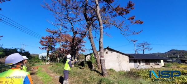 NSP통신-포항시는 지난 29일부터 2025년 하반기 위험목 제거사업을 착공하고 시민 안전과 직결되는 도로변 및 생활권 지역을 중심으로 본격적인 방제 작업에 들어갔다. (사진 = 포항시)