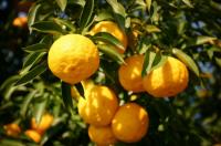 [NSP PHOTO]고흥산 유자·관자, 세계 정상의 식탁에 오르다