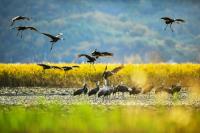 [NSP PHOTO]한국관광공사도 반한 순천만 흑두루미 탐조여행