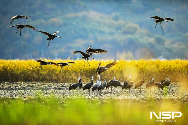 NSP통신-순천만습지 흑두루미 (사진 = 순천시)