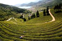 [NSP PHOTO]보성녹차, 2025 APEC 한·중 정상회담 국빈 만찬에 오르다