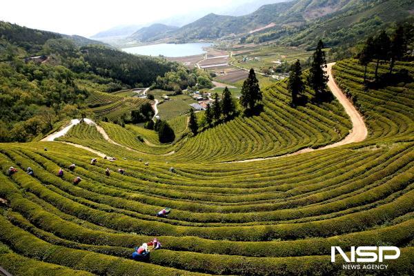 NSP통신-보성 계단식 차밭 전경 (사진 = 보성군)