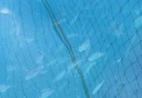 [NSP PHOTO]여수시, 고수온 피해 대응 아열대성 어류 시험양식 추진