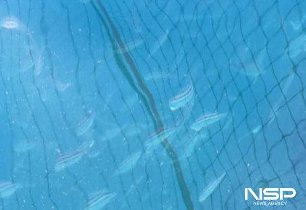 NSP통신-여수시 삼산면 거문도 벤자리 시험양식 해상가두리 (사진 = 여수시)