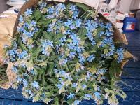 [NSP PHOTO]강진군, 신규도입 옥시페탈륨 틈새 화훼작물로 주목