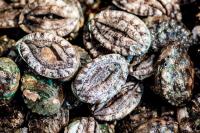 [NSP PHOTO]진도군전복협회, 학교급식 진도전복 먹는 날 운동 전개