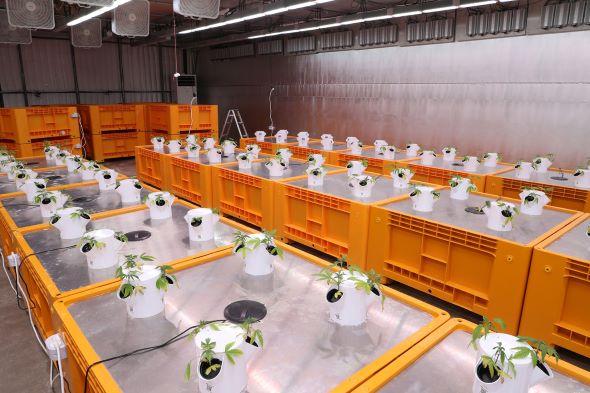 NSP통신-안동시 헴프 원료의약품 제조․수출기반 조성 추진, 경북산업용헴프 규제자유특구 내 CBD 원료의약품 생산시설 구축 지원, 국내 최초 GMP 기반 CBD 원료의약품 산업화 위한 공공지원 나서 (사진 = 안동시)