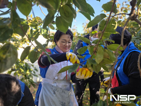 NSP통신-권향엽 국회의원 감 수확 봉사 (사진 = 권향엽 국회의원실)
