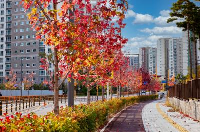 [NSP PHOTO]수원시 낙엽이 내린다 낭만의 가을 만끽하러 오세요