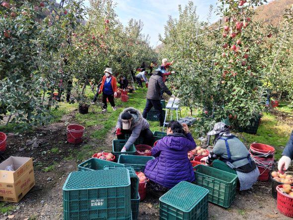 NSP통신-안동 임동면-대구 북구 구암동,황금빛 상생 농촌일손돕기로 우호교류 활짝, 우호교류도시 간 끈끈한 정 확인 (사진 = 안동시)