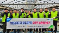 [NSP PHOTO]농협경제지주 광주공판장,  딸기재배 농가 찾아 일손돕기 봉사활동 전개