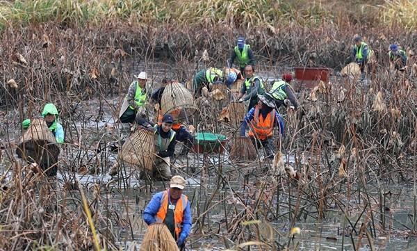 NSP통신- (사진 = 강진군)