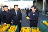[NSP PHOTO]고흥 유자, 예상보다 높은 가격 형성…농가 숨통 트였다