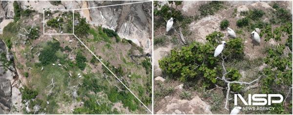 NSP통신-지난 6월초 순천시 별량면 무인도서에서 관찰된 저어새 번식지 (사진 = 순천시)
