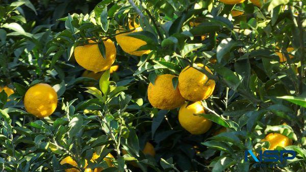 NSP통신- (사진 = 완도군)