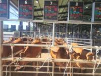 [NSP PHOTO]해남군, 한우 집에서도 스마트 가축경매시장 호응