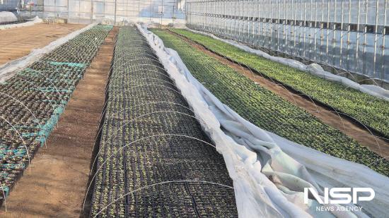 NSP통신-육묘 관리 (사진 = 광양시청)