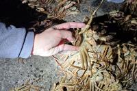 [NSP PHOTO]포항해경, 대게 성어기 맞아 불법대게 특별단속 실시