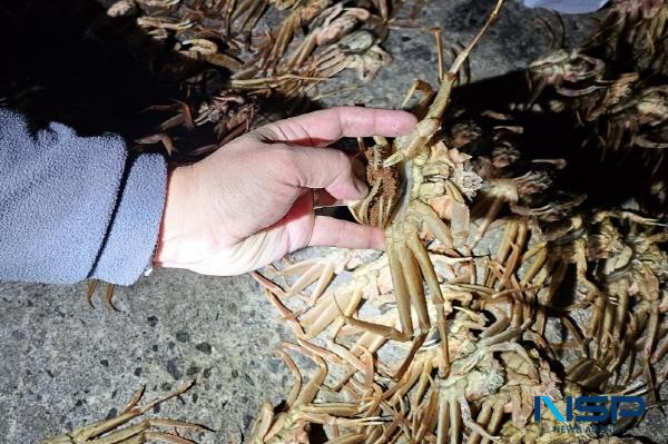 NSP통신-포항해양경찰서는 겨울철 대게 성어기를 맞아 오는 30일까지 단속 예고기간을 거쳐, 다음달 1일부터 내년 3월 2일까지 불법대게 특별단속을 실시한다. (사진 = 포항해양경찰서)