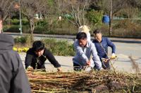 [NSP PHOTO]용인도시공사, 케나프 수확부터 기부까지…탄소중립·ESG 경영 실천