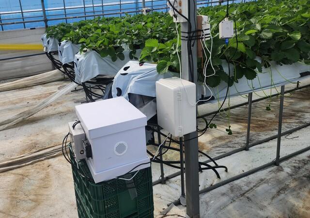 NSP통신-딸기 농가에 설치된 디지털 벌통 모습. (사진 = 화성시)