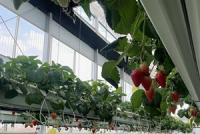 [NSP PHOTO]나주시, 남평 설향 딸기 본격 출하…내년 특화작목 육성사업 선정