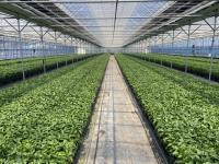 [NSP PHOTO]평택시, 2026년도 복합내병계 고추묘 보급 사업 신청 접수