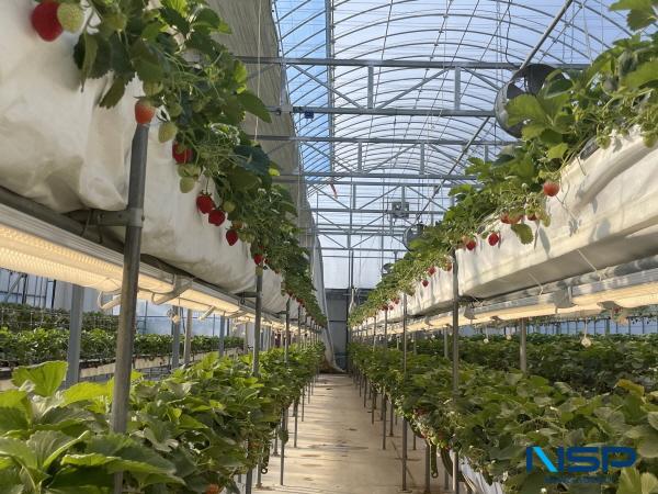 [NSP PHOTO]구미시, LED 보광으로 딸기 다단재배 생산성 향상 가능성 확인