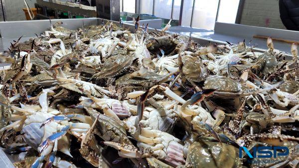 NSP통신- (사진 = 진도군)