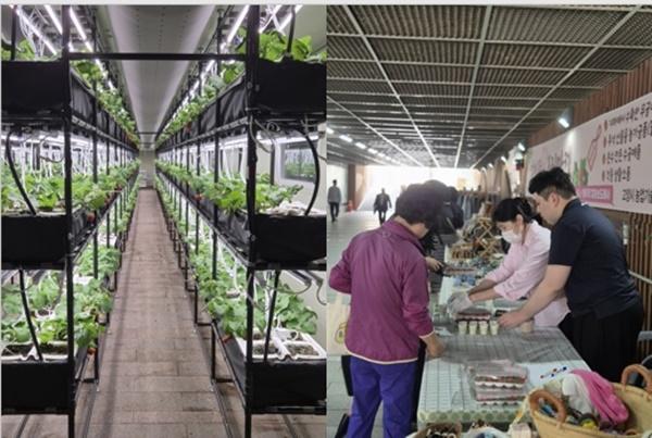 NSP통신-마두 지하보도에 조성된 스마트팜(좌)와 마두 지하보도에 조성된 스마트팜 딸기 수확 기념 행사(우) (사진 = 고양시)