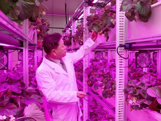 NSP통신-박승원 광명시장이 시가 운영하는 어린이와 취약계층을 위한 스마트팜 딸기 농장을 방문했다. (사진 = 광명시)