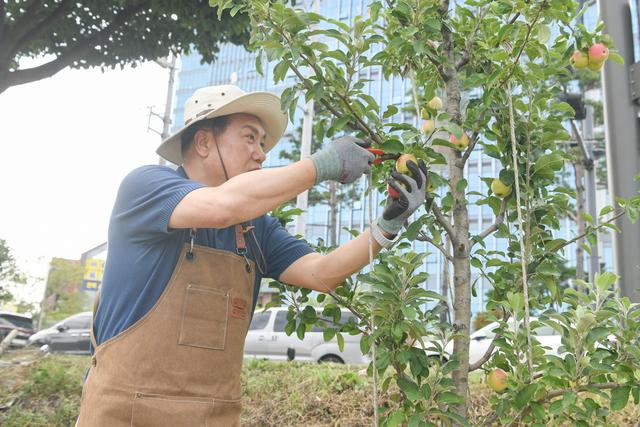 NSP통신-이권재 오산시장이 열매를 수확하고 있다. (사진 = 오산시)