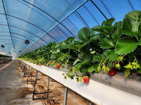 NSP통신-봉화군 12월 상순부터 고품질 봉화 딸기 본격 출하, 일교차 큰 청정 환경에서 자란 고당도 딸기 내년 6월까지 안정적 공급 (사진 = 봉화군)