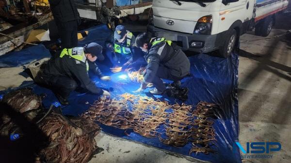 NSP통신-체장미달 대게를 불법 포획한 70대 선장이 포항해경에 붙잡혔다. (사진 = 포항해양경찰서)