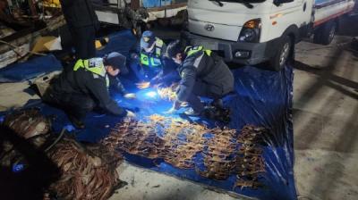 [NSP PHOTO]포항해양경찰서 체장미달 대게 포획한 선박 검거