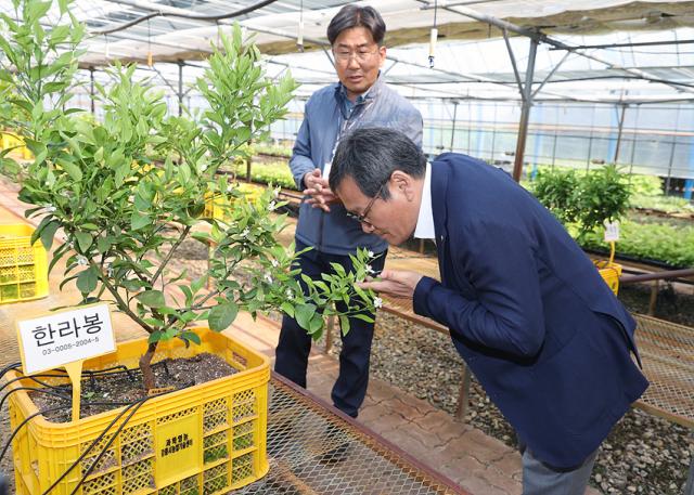 NSP통신-김홍규 강릉시장이 과학영농과 유망작목 중심의 구조 개편을 진행한다. 사진은 한라봉 작목을 살펴보고 있다. (사진 = 강릉시)
