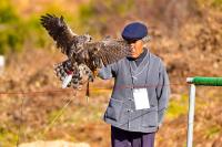 [NSP PHOTO]진안군, 13일 매사냥 공개시연회 개최