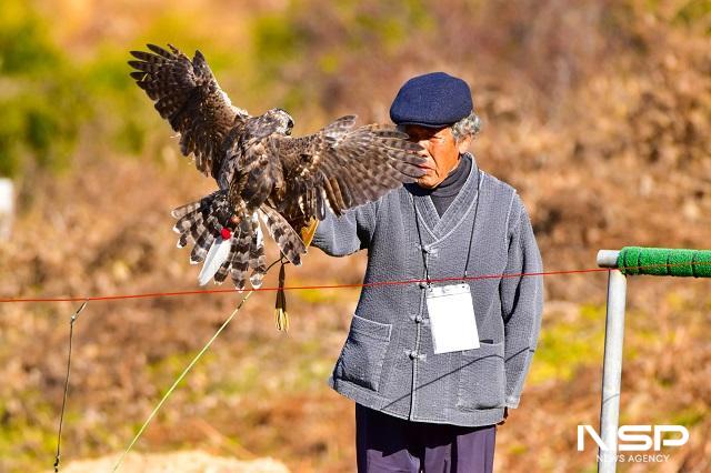 NSP통신-박정오 응사가 매를 활용해 토끼와 꿩을 잡는 전통 사냥 과정을 재현하고 있다. (사진 = 진안군)