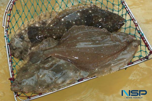 NSP통신-완도 광어 (사진 = 완도군)