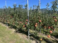 [NSP PHOTO]포항시, 2년 연속 스마트 과수원 특화단지 선정...과수산업 경쟁력 강화