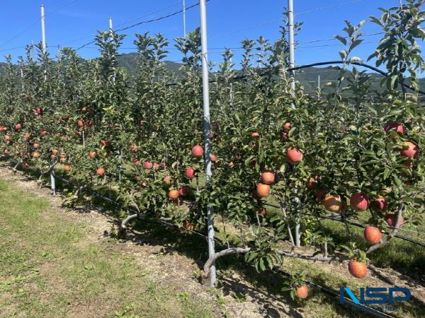 NSP통신-포항시 북구 기북면 오덕·탑정마을이 농림축산식품부 주관 2026년 스마트 과수원 특화단지 조성사업에 최종 선정됐다. (사진 = 포항시)