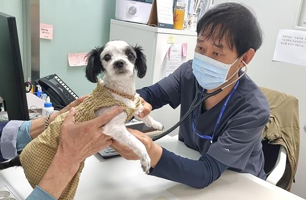 NSP통신-성남시립동물병원에서 진료 중인 수의사. (사진 = 성남시)