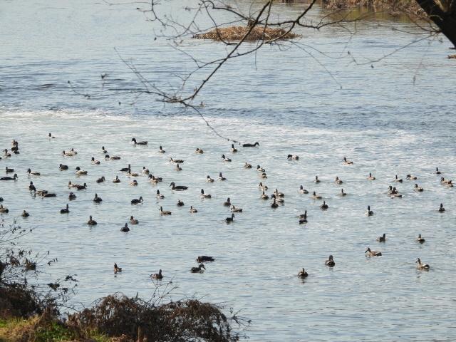 NSP통신-12월 9일 안양천에 온 겨울 철새들. (사진 = 안양시)