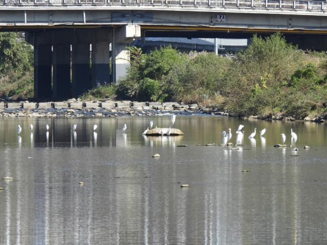 NSP통신-안양천의 겨울 철새인 중대백로. (사진 = 안양시)