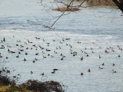 [NSP PHOTO]안양천 찾은 수 백마리 겨울 철새 아름다운 장관 이뤄
