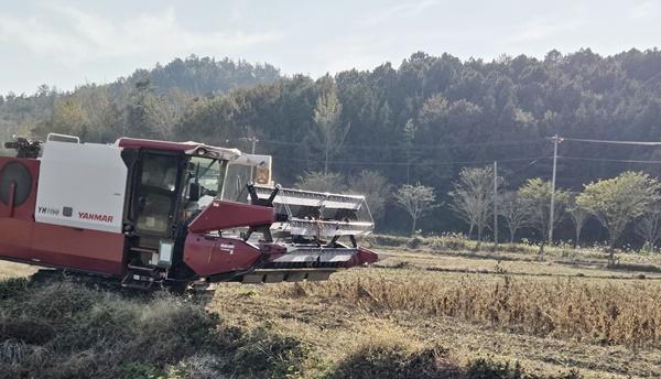 NSP통신-강진군 옴천면 영복마을 콩 전문생산단지에서 지난 11월 수확이 이뤄지고 있다. (사진 = 강진군)