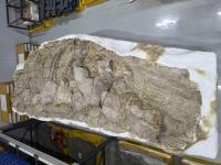 [NSP PHOTO]포항 신생대 두호층 고래화석·결핵체, 국가지정 천연기념물 됐다