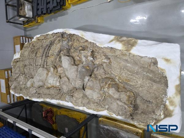 NSP통신-다양한 화석과 주상절리 등 지질 자원이 풍부한 우리나라 대표 신생대 지질 도시 포항에서 발견된 신생대 두호층 고래화석과 신생대 두호층 결핵체가 국가지정 자연유산 천연기념물로 지정됐다. 포항 신생대 두호층 고래화석 (사진 = 포항시)